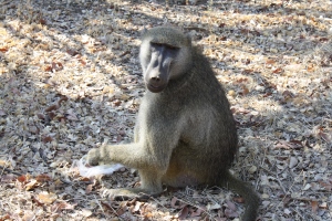 The baboon that mugged us, with its bounty